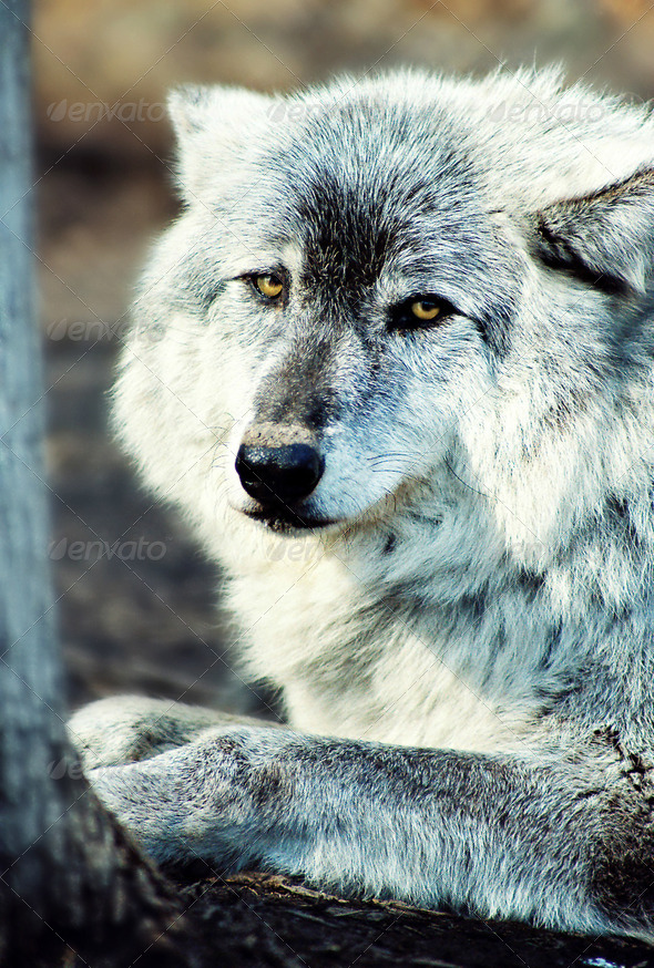 Gray Wolf