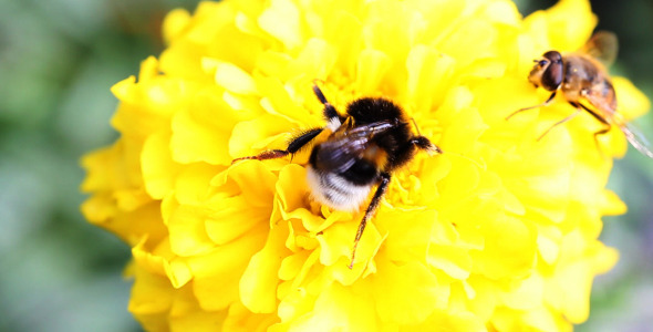 VideoHive Bee On A Flower 5569876 VideoHive Bee On A Flower 5569876