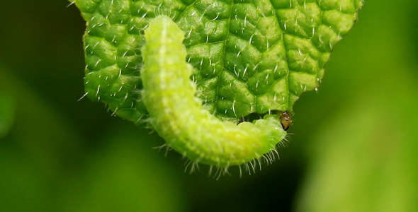 VideoHive Green Caterpillar 5571796 VideoHive Green Caterpillar 5571796
