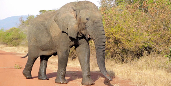 VideoHive Elephant 5571840 VideoHive Elephant 5571840
