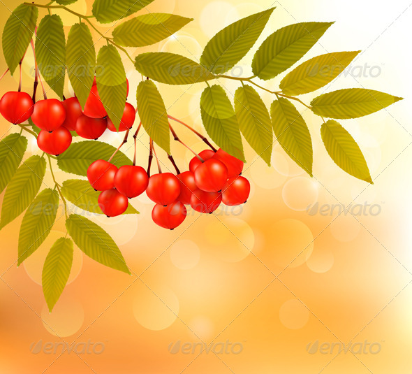 GraphicRiver Autumn Background with Leaves and Rowan 5637921 GraphicRiver Autumn Background with Leaves and Rowan 5637921
