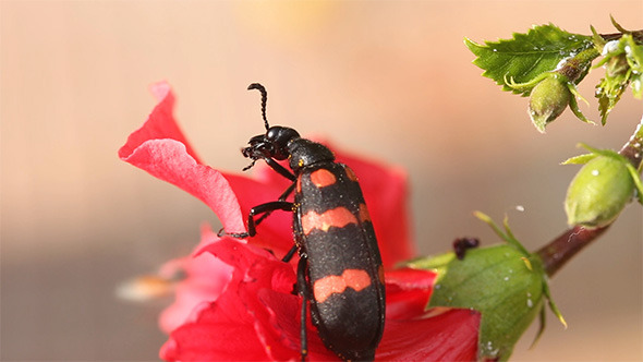 Black And Red Striped Beetle - Stock Footage | VideoHive
