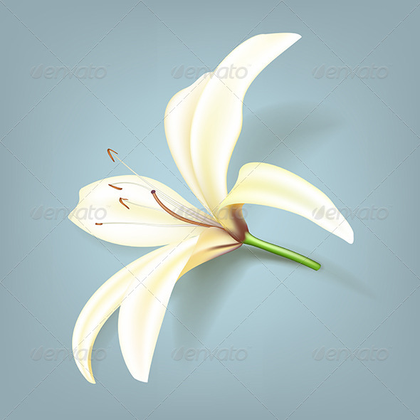 GraphicRiver Realistic Lily Flower 5673934 GraphicRiver Realistic Lily Flower 5673934