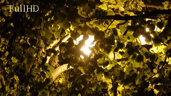 VideoHive City Lantern and Leaves at Night 5687952 VideoHive City Lantern and Leaves at Night 5687952