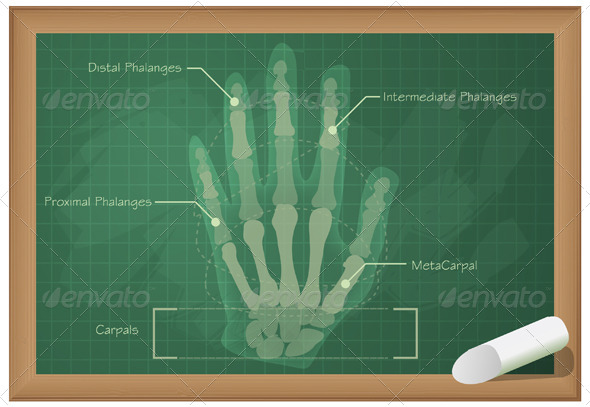 GraphicRiver Anatomy of Human Hand Illustration 5693212 GraphicRiver Anatomy of Human Hand Illustration 5693212