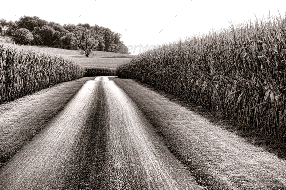 Small country road crossing through tall fields of corn stalks with trees on a hill in a scenic American rural countryside landscape
