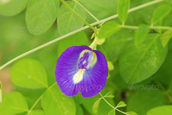 Butterfly pea flower medicinal herbs