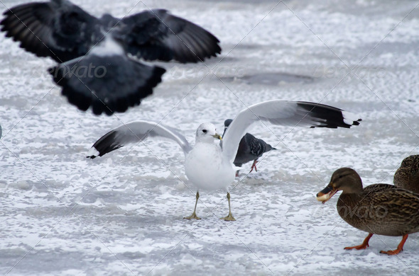 Seagull (Misc) Photo Download