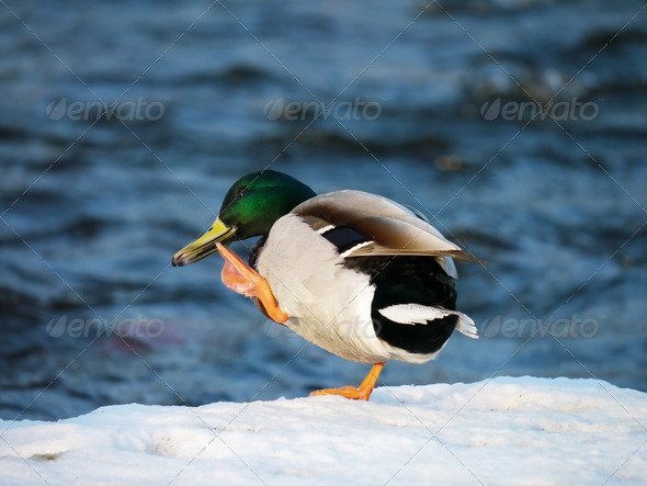 Duck on the river in winter (Misc) Photo Download