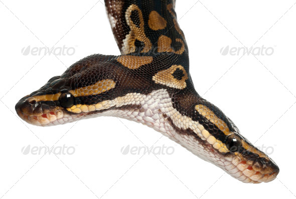 Close-up of Two headed Royal Python - Stock Photo - Images