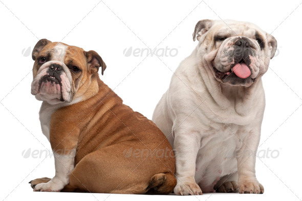 English Bulldogs, 2 years old and 7 months old, in front of white background - Stock Photo - Images