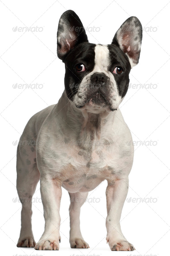 French Bulldog, 3 years old, standing in front of white background - Stock Photo - Images