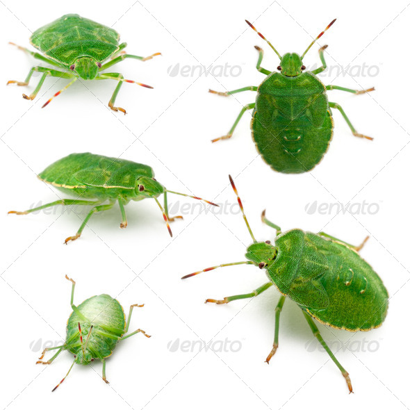 Green shield bugs, Palomena prasina, in front of white background - Stock Photo - Images