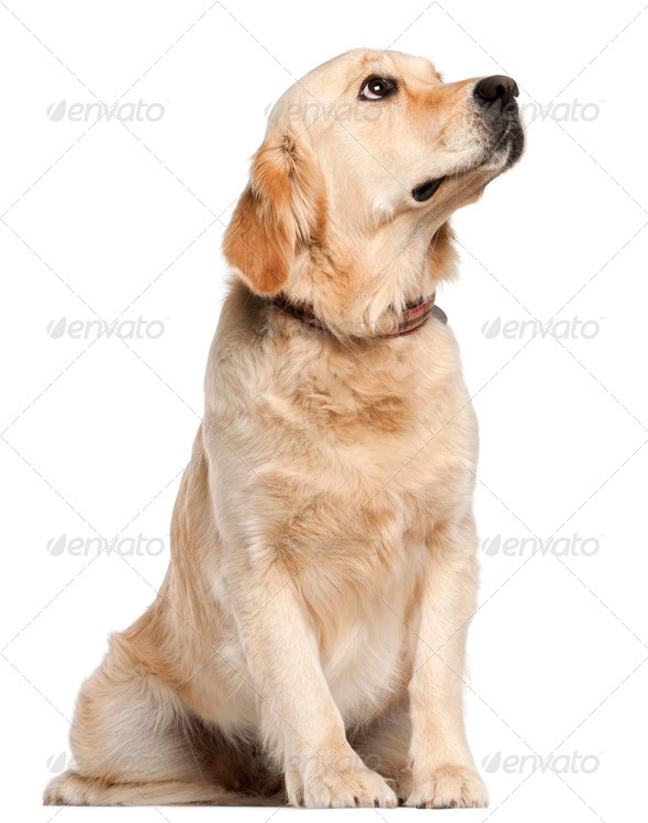 Golden Retriever, 19 months old, sitting in front of white background - Stock Photo - Images
