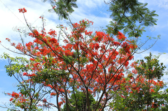 Flame tree Flower (Poinciana) blossom on blue sky background