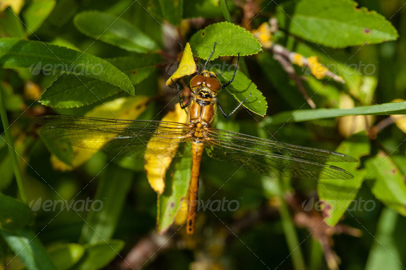 Yellow damselfly (Misc) Photo Download