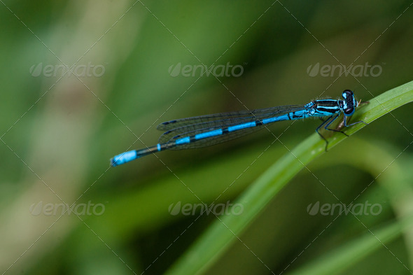 Blue damselfly (Misc) Photo Download