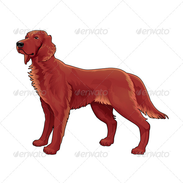 GraphicRiver Irish Setter 5954571 GraphicRiver Irish Setter 5954571