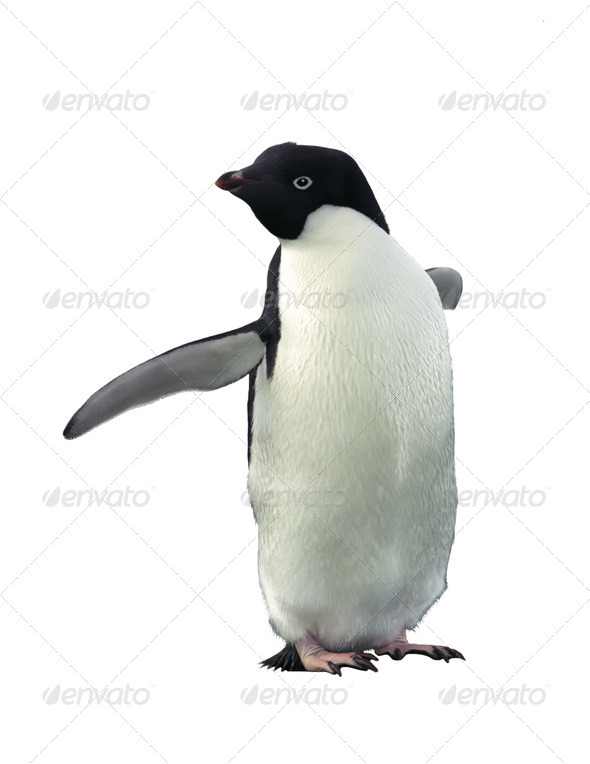 Adelie penguin - Stock Photo - Images
