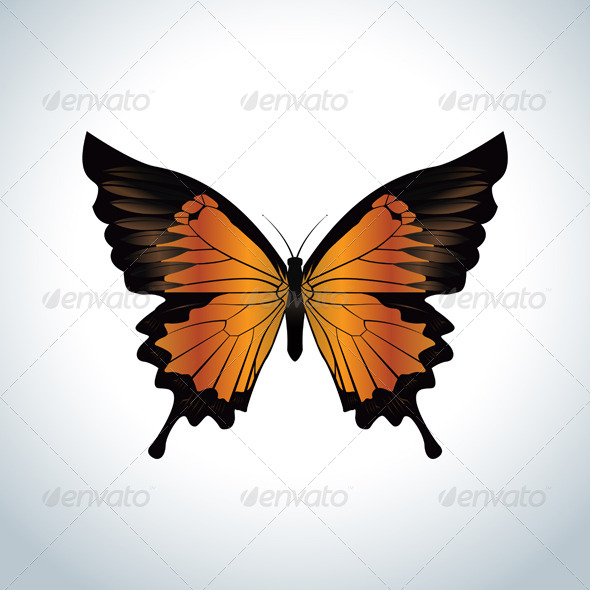 Orange Butterfly (Animals)