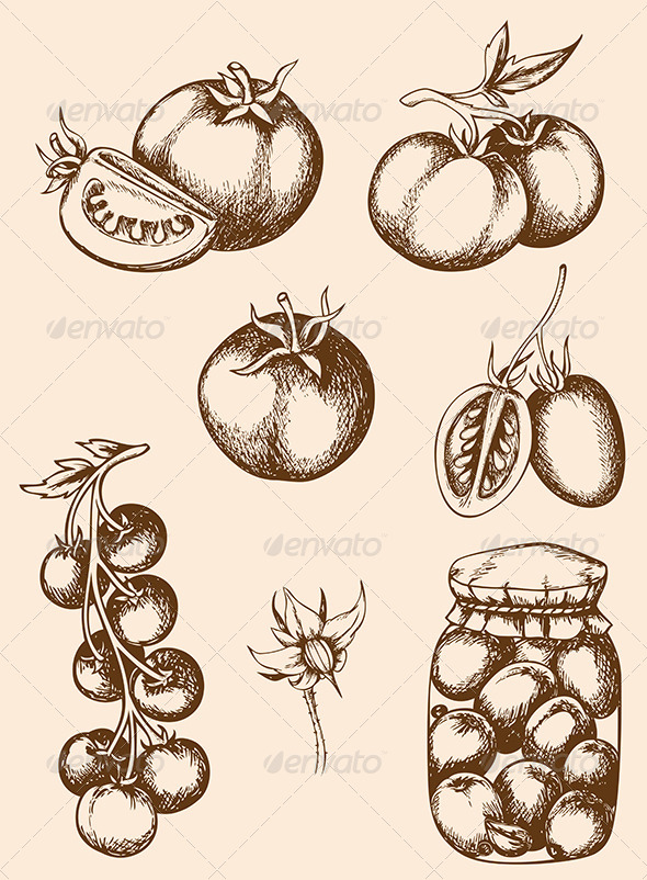 GraphicRiver Vintage Vector Tomatoes 6039618 GraphicRiver Vintage Vector Tomatoes 6039618
