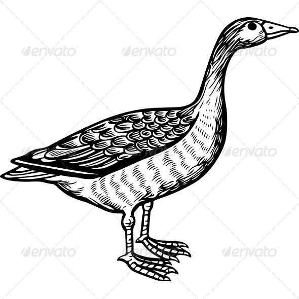 GraphicRiver Goose 6121312 GraphicRiver Goose 6121312