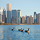 Chicago Ducks