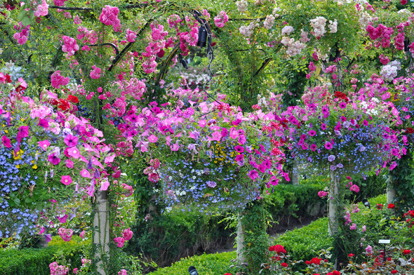 Colorful petunia planters in summer garden