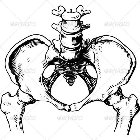 GraphicRiver Human Pelvis Male 6212732 GraphicRiver Human Pelvis Male 6212732