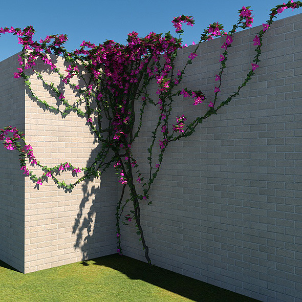 3DOcean Bougainvillea 6214281 3DOcean Bougainvillea 6214281