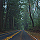 Forest Drive