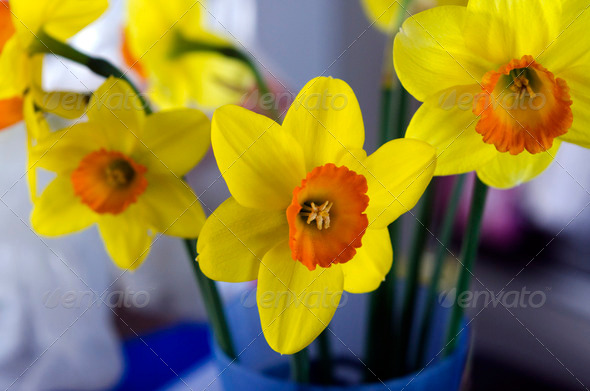 Daffodils Day (Misc) Photo Download