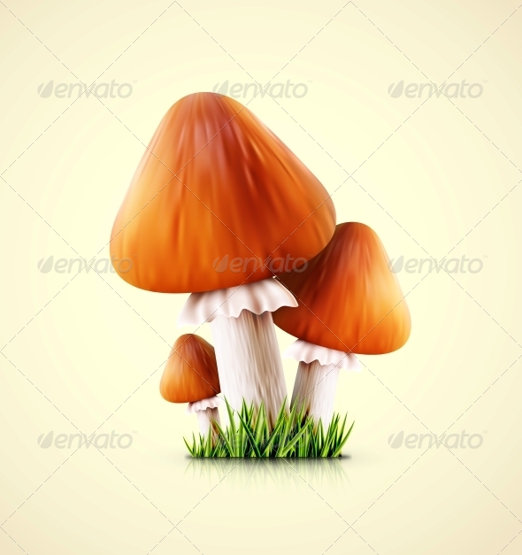 GraphicRiver Three Mushrooms 6294338 GraphicRiver Three Mushrooms 6294338