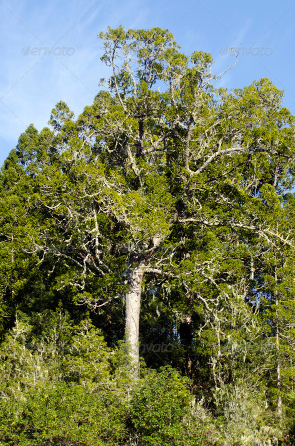 Kauri tree (Misc) Photo Download