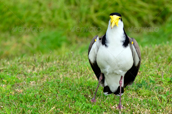 Birds - Masked Lapwing (Misc) Photo Download