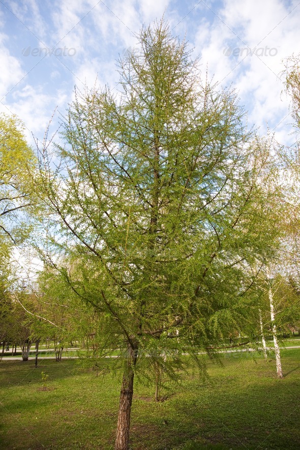 City park landscape - Stock Photo - Images