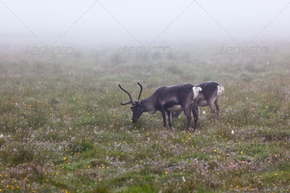 Deers Couple at Foggy Field in Iceland