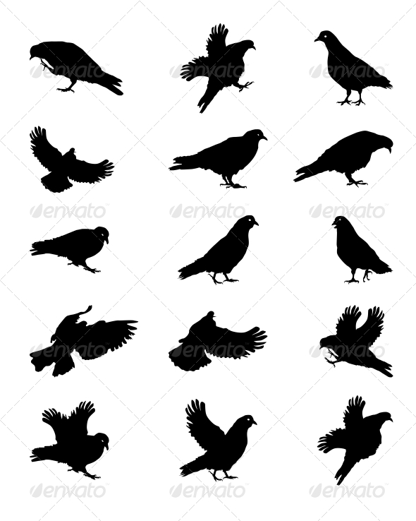 GraphicRiver Silhouette of Pigeons Isolated on White Vector Ill 6441594 GraphicRiver Silhouette of Pigeons Isolated on White Vector Ill 6441594