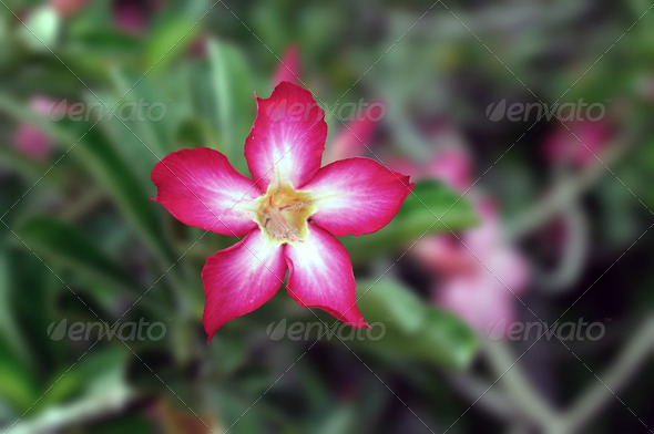 Desert Rose - Stock Photo - Images