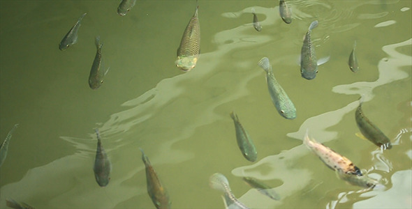 More Fish In The Pond Hookup More Fish In The Pond Hookup