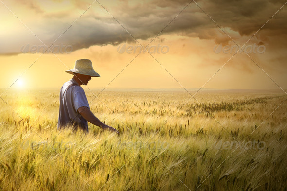Farmer checking his crop of wheat - Stock Photo - Images