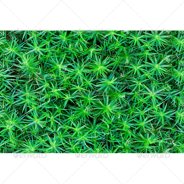 GraphicRiver Forest moss texture 6618051 GraphicRiver Forest moss texture 6618051