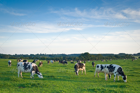 Healthy cattle livestock, Idyllic Rural, UK