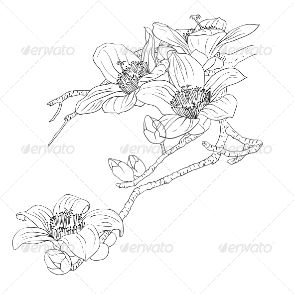 GraphicRiver Orchids 6651064 GraphicRiver Orchids 6651064