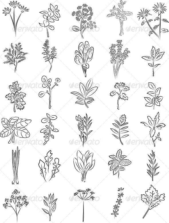 GraphicRiver Herbs Vector 6770070 GraphicRiver Herbs Vector 6770070