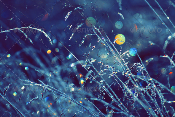 Stock Photo - PhotoDune Winter Scene With Spectrum Light Bokeh In Grass 714918 Stock Photo - PhotoDune Winter Scene With Spectrum Light Bokeh In Grass 714918