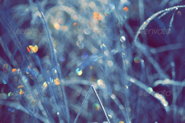 Winter Scene With Spectrum Light Bokeh In Grass - Stock Photo - Images