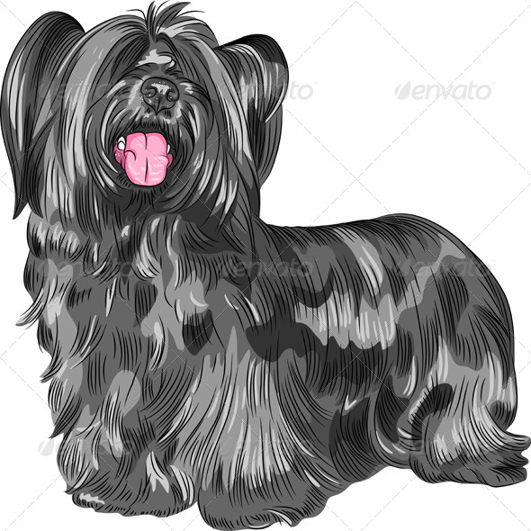 GraphicRiver Funny shaggy smiling dog Skye Terrier breed 6882121 GraphicRiver Funny shaggy smiling dog Skye Terrier breed 6882121