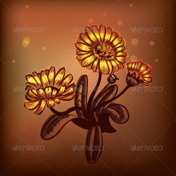 GraphicRiver Marigold 6964067 GraphicRiver Marigold 6964067