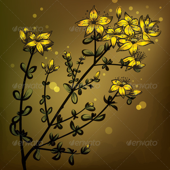 GraphicRiver St John s Wort 6964110 GraphicRiver St John s Wort 6964110
